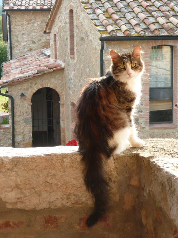 Agriturismo Colli Di Travale Montieri ภายนอก รูปภาพ